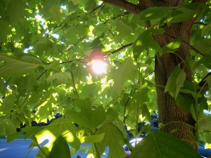 Sun peeking through the tulip tree